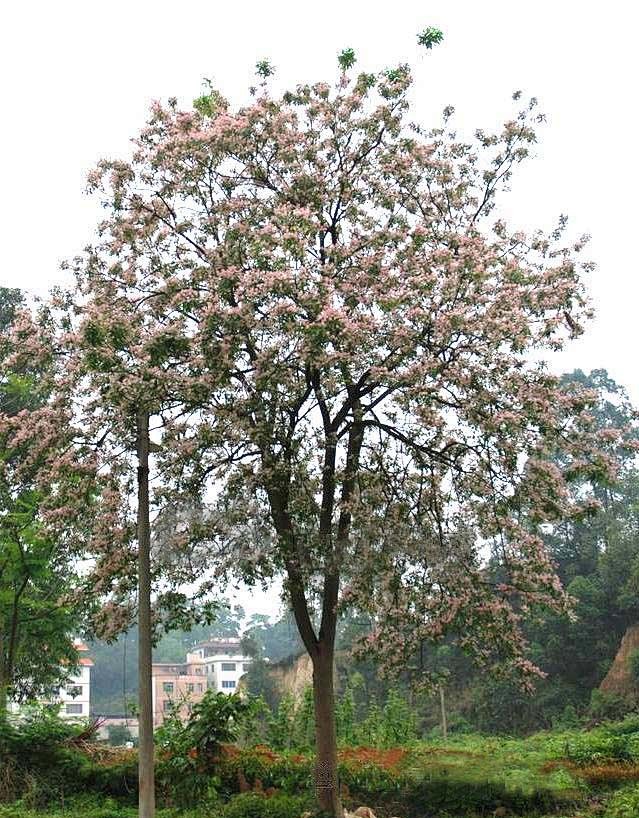 仪花