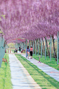 无锡·花溪小镇·紫藤