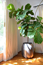 Want to add some earthiness to your living space? Try a fiddle leaf fig tree. The care is super easy for those who may not have the greenest thumb.: 