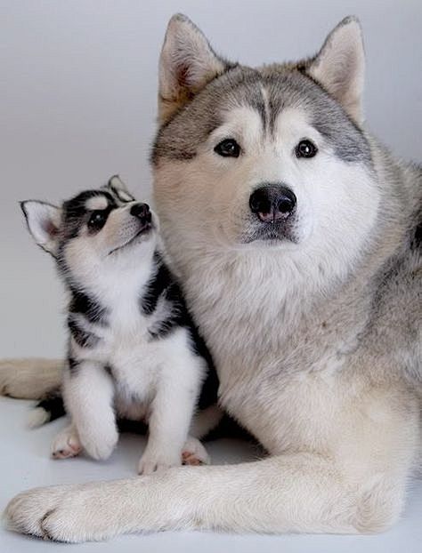 Attack of the cute: ...