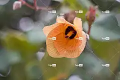 花 天空背景 4K壁纸1920X1080 全高清壁纸 色泽鲜艳 阳光