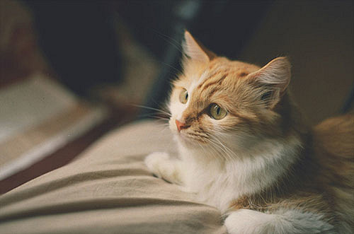 猫出没