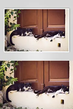 高级贵尚猫咪宠物摄影图