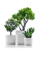 Wonderful Amazing Futuristic Pot for Your Small Gardening Indoor Picture: