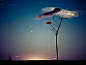 小树，云朵，黄昏，这样的瞬间，妙
70张精选摄影美图欣赏 - 新摄影