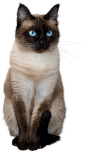 小猫可爱小猫咪海报素材背景图片png元素