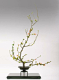 The school of Ikebana Enshu way