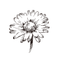 玛格丽特5_PNG线稿素描手绘植物花水仙菊化妆品包装海报平面AI矢量设计素材