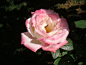 蔷薇属（学名：Rosa） 植物多数是世界著名的观赏植物。汉语分三类名称：月季、玫瑰和蔷薇，英语都称为Rose，都是灌木，花瓣5裂或重瓣，花有香气，广泛分布在亚、欧、北非、北美各洲寒温带至亚热带地区。有200多种，中国产91种。灌木，枝常有刺；羽状复叶极稀单叶；雌蕊多数；花托成熟时肉质而有色泽；瘦果，生在杯状或坛状花托里面。