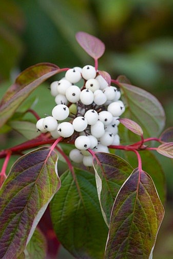 Cornus alba Sibirica...