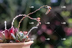 石莲 石莲花 花壁纸 花 莲花 冥想 禅 美丽的花朵 瑜伽