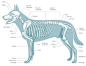 A Visual Guide to Dog Anatomy (Muscle, Organ & Skeletal Drawings) – All Things Dogs