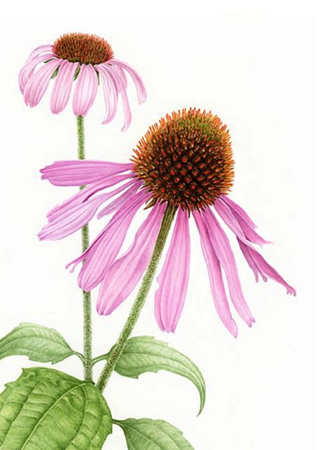 Echinacea purpurea /...