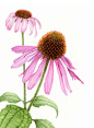 Echinacea purpurea / Purple Cone Flower