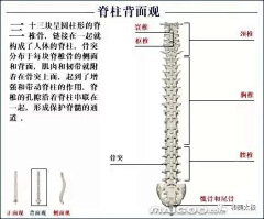 藏云不知境采集到人体骨骼结构