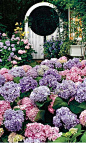 Mophead hydrangeas in bloom. Love the white gated trellis! #hydrangeamacrophylla #hydrangea #mophead: 