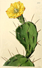 1834, Opuntia vulgaris, or Prickly Pear Cactus