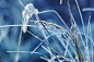 Grass, Frost, Winter, Snow, Reeds