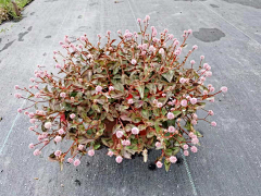 龚纯剑采集到花境植物