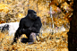 animal-photography-33