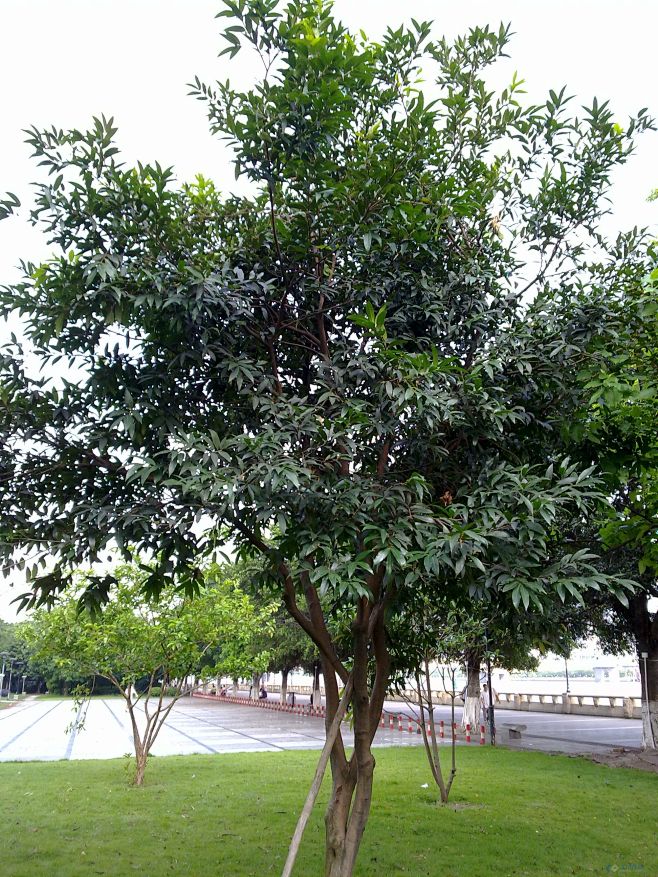 水晶蒲桃