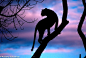 Photograph Leopard Silhouette by Andrew Schoeman on 500px