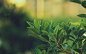 General 1366x853 leaves green macro