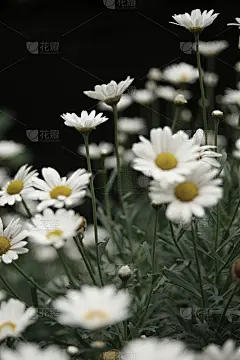 雏菊,不饱