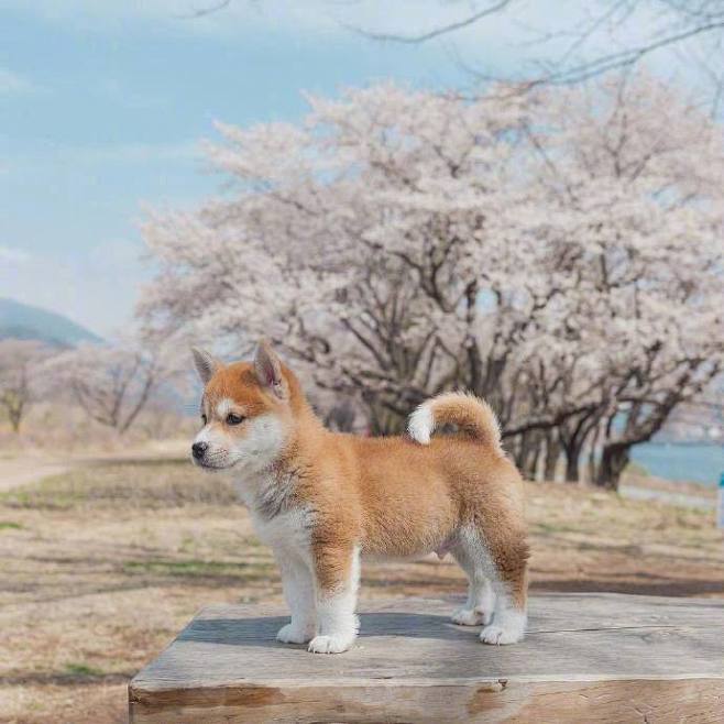 好可爱呀呀呀
忧郁的柴犬