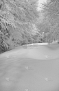 安静,深雪,垂直画幅,白色,地形,冬天,雪,无人,户外,保加利亚