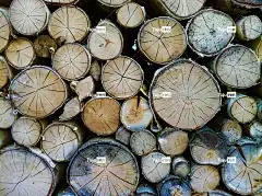 木头 树干 年轮 高清壁纸 森林 自然 Mac壁纸 一堆木头 柴