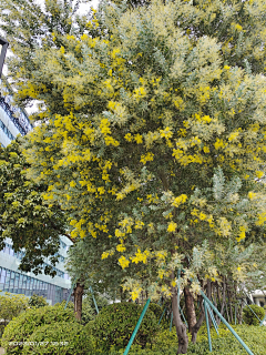 Azraeln采集到植物