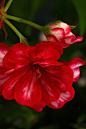 Geranium