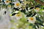 #浮绘#素材第二发，这次是山茶花。图片来自liveinternet和flickr，喜欢画画的当素材，喜欢花的当壁纸，都喜欢的，可以看着壁纸画画 ​​​​