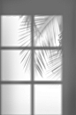 黑白叶子窗户光影背景自然光影背景