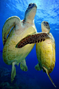 sea turtles