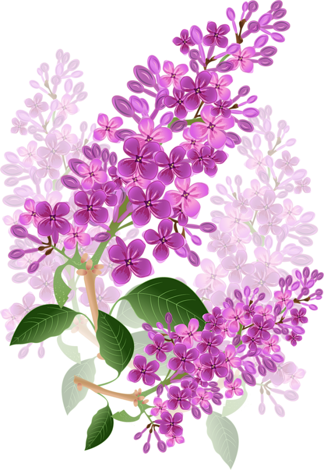 薰衣草PNG透明PNG素材 鲜花