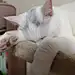 我要买茶叶蛋