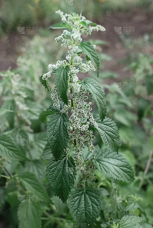 荨麻，通常称为普通荨麻、刺荨麻或荨麻叶，一种在林中空地上的幼苗。布什盛开的荨麻。