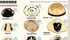 QQ群分享 |【2020-292】《生命的力量：神秘的蟑螂图鉴》综合分享会