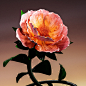 3D c4d cinema 4d color Digital Art floral Flowers octane redshift 渲染