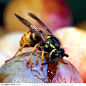 昆虫生态-李子上的马蜂