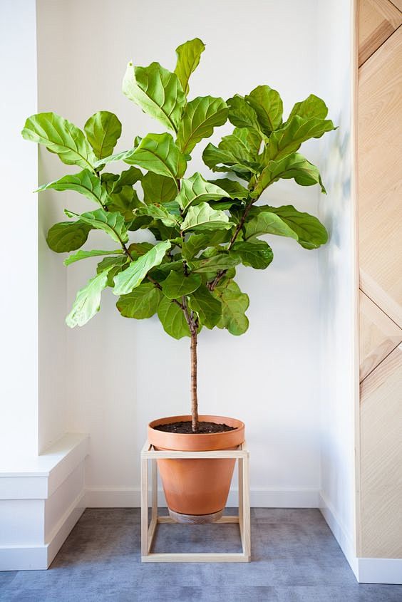 plant stand: 