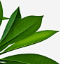 清新春季阳光植物树叶装饰高清素材 设计图片 免费下载 页面网页 平面电商 创意素材 png素材