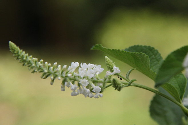 马鞭草科:Aloysia virgata...