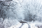 雪, 冬天, 冷, 路, 农村, 树, 灌木丛, 森林, 伍兹, 自然