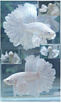 AquaBid.com - Archived Auction # fwbettashm1400863102 - BIG EARS SUPER WHITE HM MALE 02 - Ended: Fri May 23 11:38:22 2014