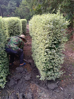 H-种植设计采集到绿篱