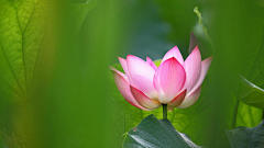 荷花_莲花_水华_水芝_荷花飘香_芙蕖_水芙蓉_Flickr壁纸_摇曳荷花_2014年41周壁纸精选_2014年10月壁纸精选_桌面壁纸_爱壁纸HD