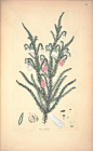 Erica erubescens